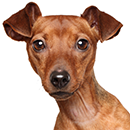 P04 Pinscher Fauve T.png