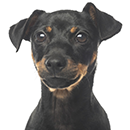 P05 Pinscher Noir fauve T.png