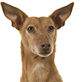 P12 Podenco.png