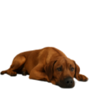 R19 Rhodesian.png