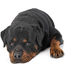R12 Rottweiler C.png