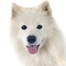 S01 Samoyede ©Cyno.png