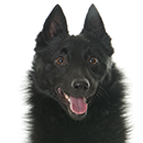 S15 Schipperke ©Cyno.png