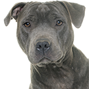 S19 Staffie ©Cyno.png