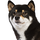 S76 Shiba .png