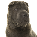 S83 Sharpei.png