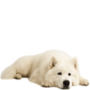 S88 Samo.png