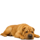 S90 Sharpei .png