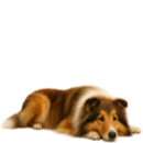 S92 Shetland.png