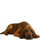 S94 St-Hubert.png