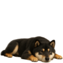 S96 Shiba.png