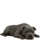 SA1 Staffie.jpg