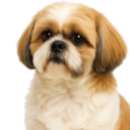Sa2 Shih-Tzu.png