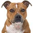 S64 Staffie fauve T.jpg