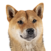 S72 Shiba fauve T.png