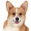 W04 Corgi ©Kuznetsov.png