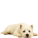 W19 Westie.png