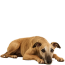 W20 Whippet.png