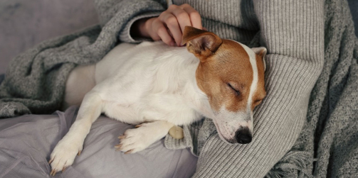 Pourquoi est-ce si dur quand on perd notre chien ?