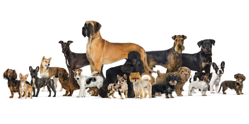 Comment choisir une race de chien ?