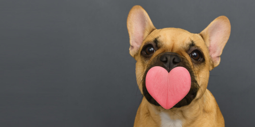 Pourquoi mon chien essaie-t-il de me lécher ?