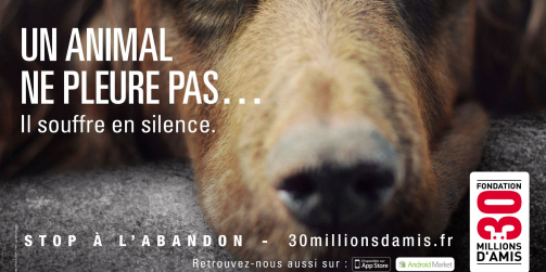 pourquoi certaines personnes maltraitent les animaux ?