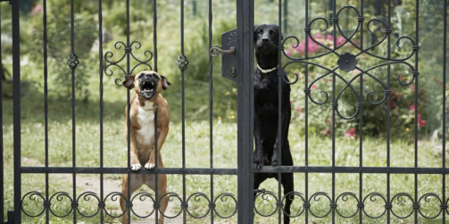 Pourquoi installer une pancarte "Attention au Chien" quand on a pas de chien ?