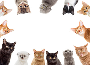  Chats 