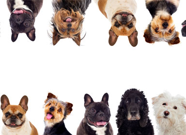Chiens